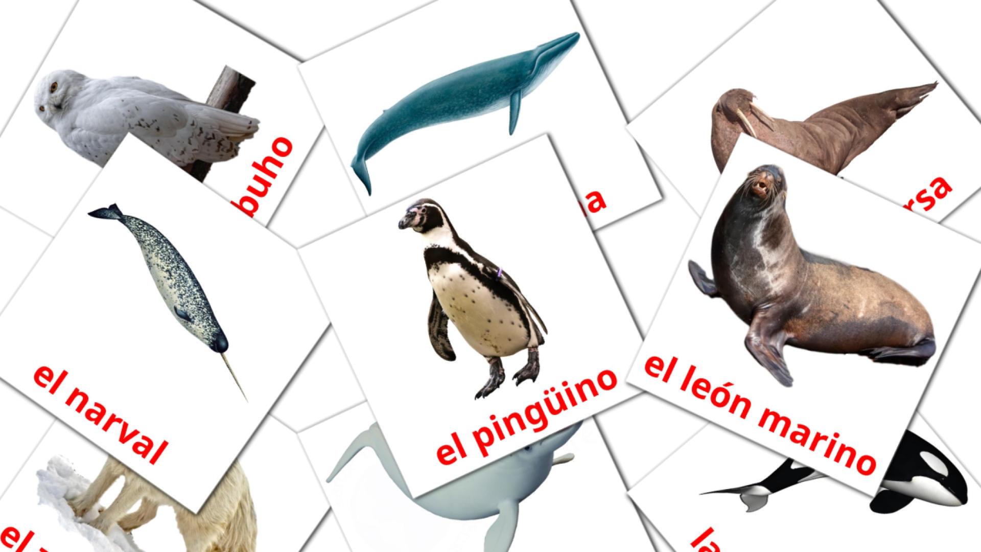 14 Flashcards de Animales del Ártico