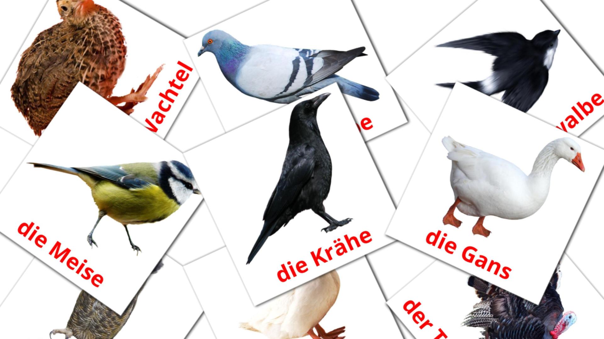 Vögel Vocabulário em alemão Flashcards