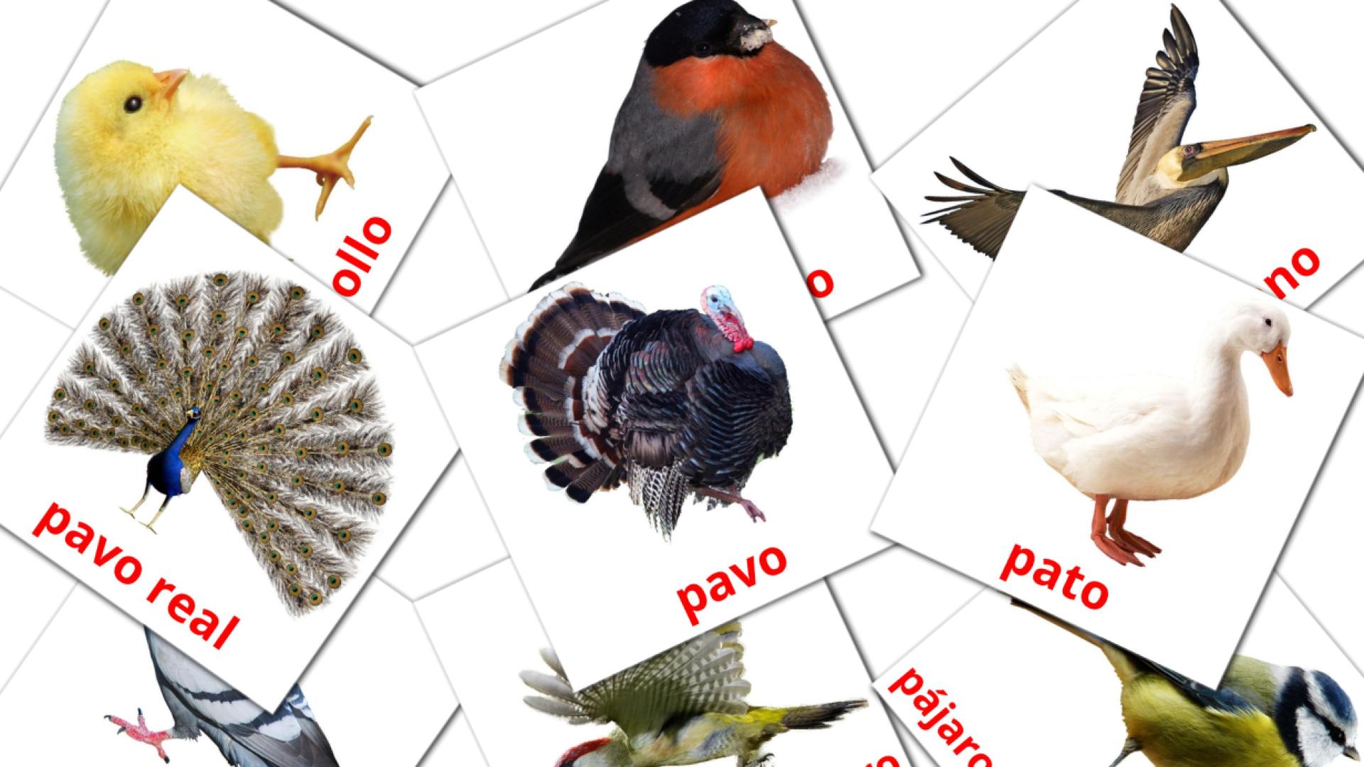 Aves Vocabulário em espanhol Flashcards