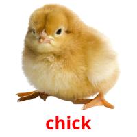 chick picture flashcards