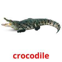crocodile picture flashcards