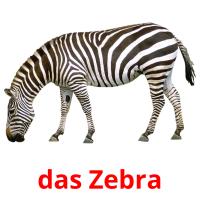 das Zebra Bildkarteikarten