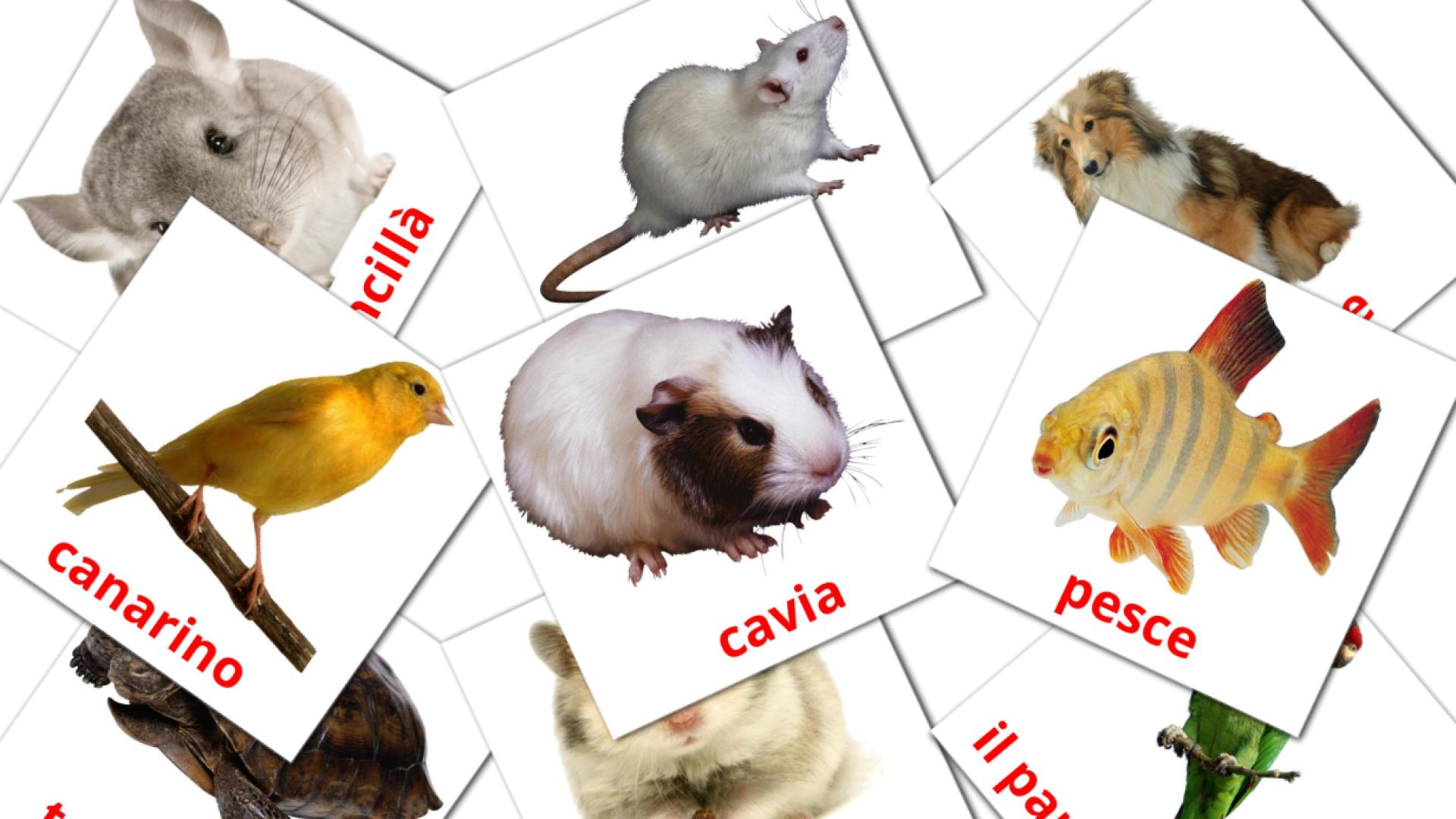 10 flashcards di Animali Domestici