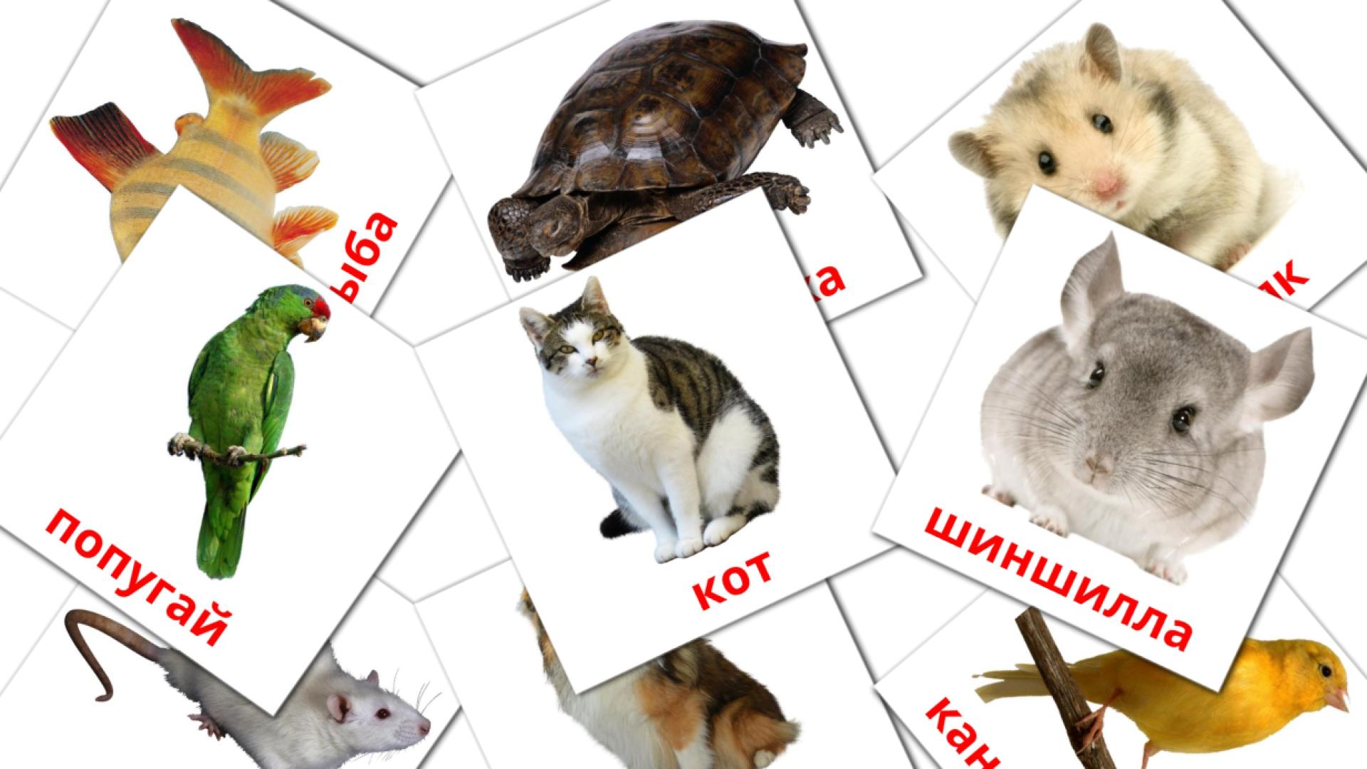 10 Карточки Домана Домашние животные