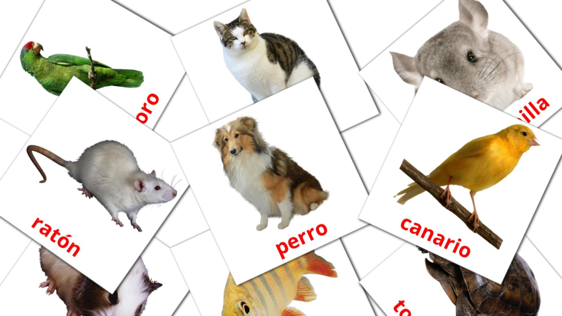 10 Flashcards de Animales Domésticos