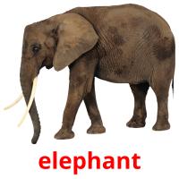 elephant picture flashcards