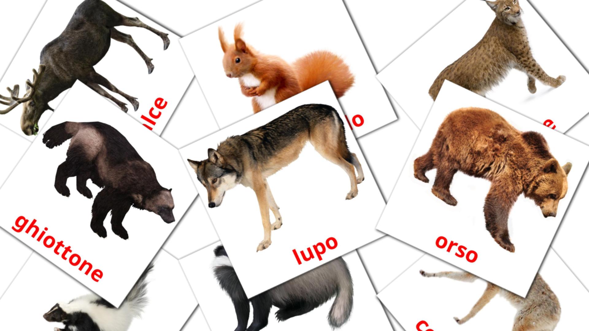 22 flashcards di Animali della foresta