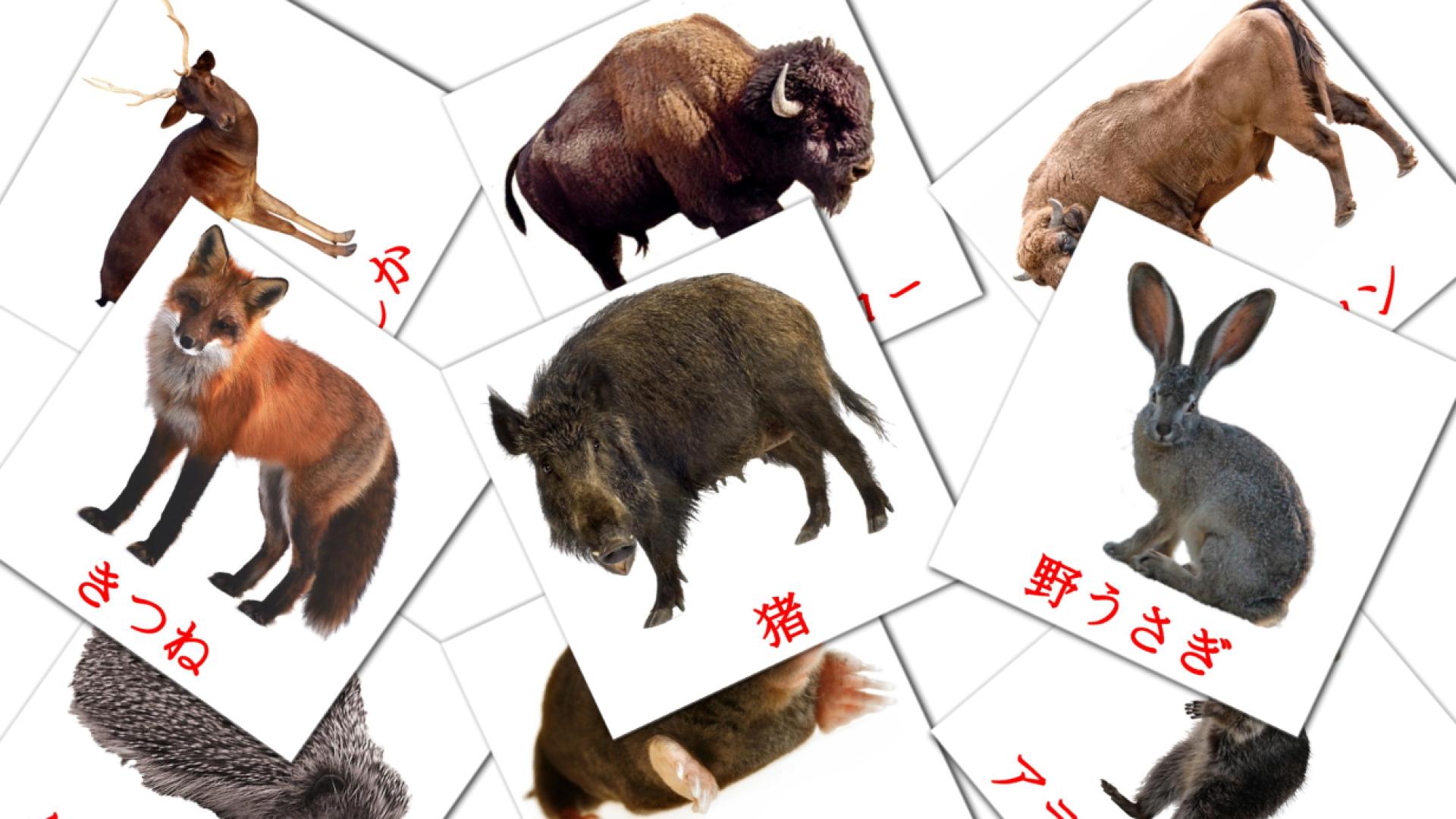 22 森の動物 flashcards