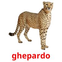 ghepardo flashcards illustrate