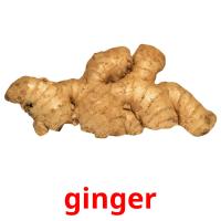 ginger picture flashcards