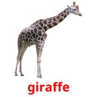 giraffe picture flashcards