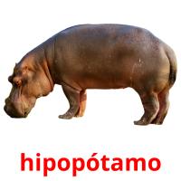 hipopótamo cartões com imagens