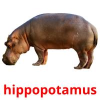 hippopotamus picture flashcards