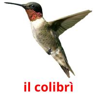 il colibrì flashcards illustrate