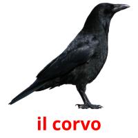 il corvo flashcards illustrate