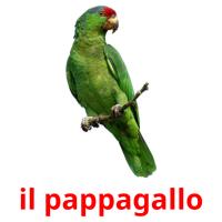 il pappagallo flashcards illustrate