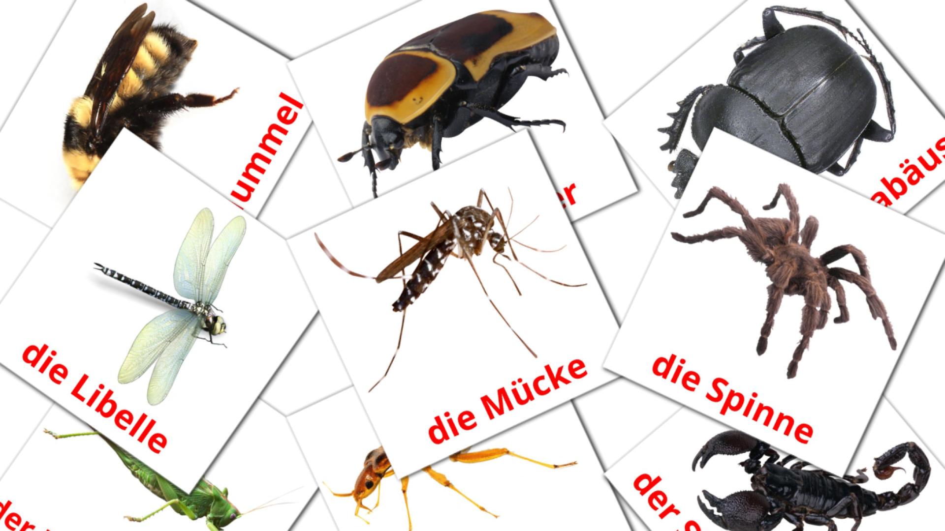 23 Bildkarten für Insekt