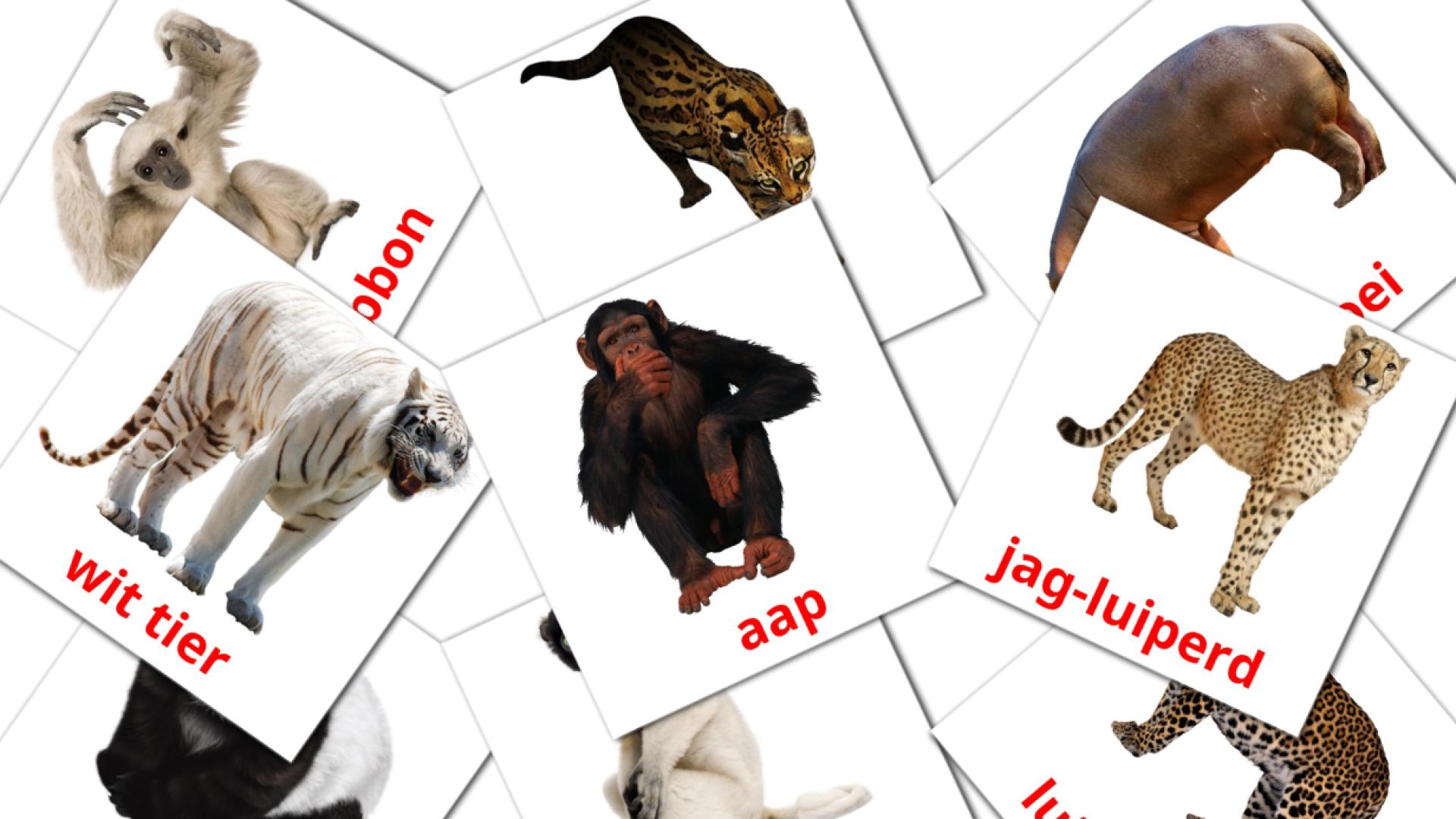 Animais da Selva - Cartões de vocabulário afrikaans