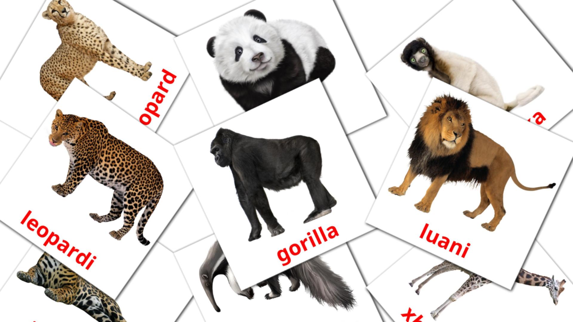 Animali della giungla - Schede di vocabolario albanese