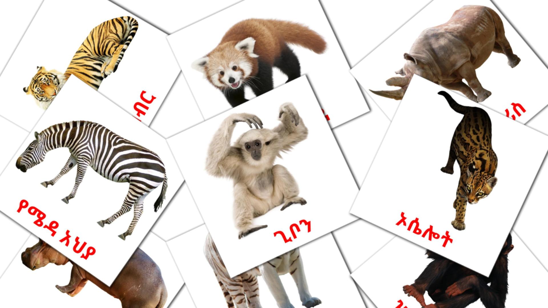 Животные африки - амхарский словарь картинок