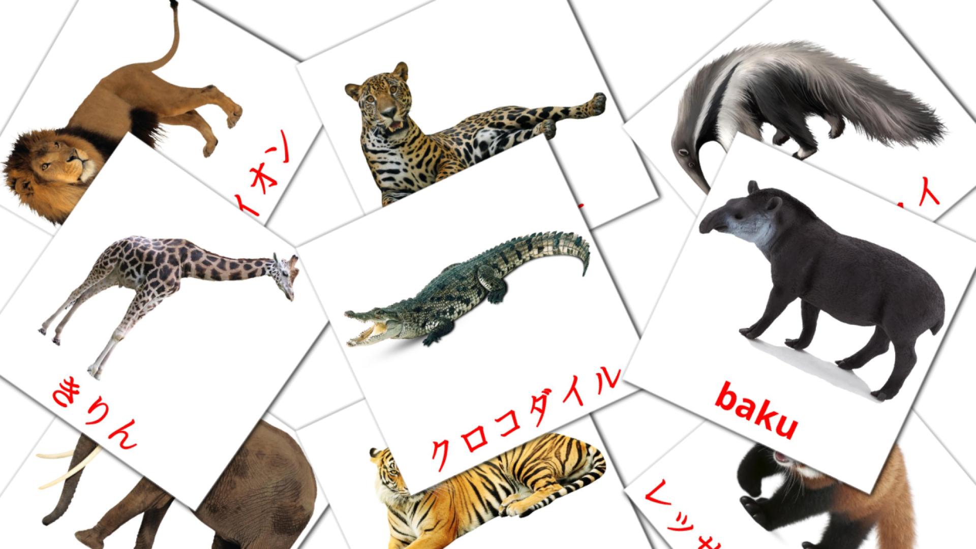 21 ジャングルの動物 flashcards
