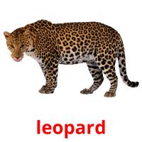 leopard picture flashcards