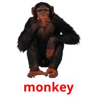 monkey picture flashcards