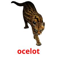 ocelot picture flashcards