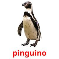 pinguino flashcards illustrate