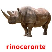 rinoceronte flashcards illustrate
