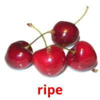 ripe picture flashcards