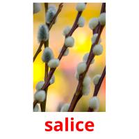 salice flashcards illustrate