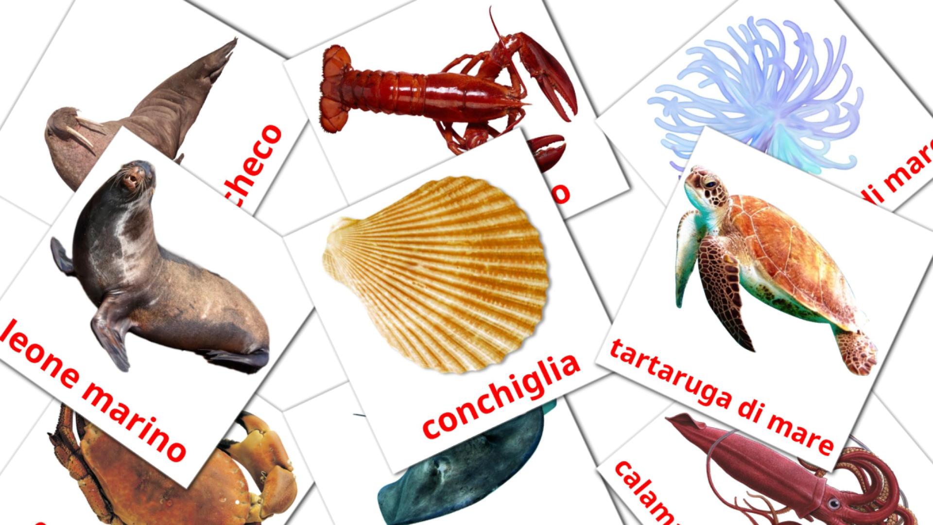 29 flashcards di Animali marini