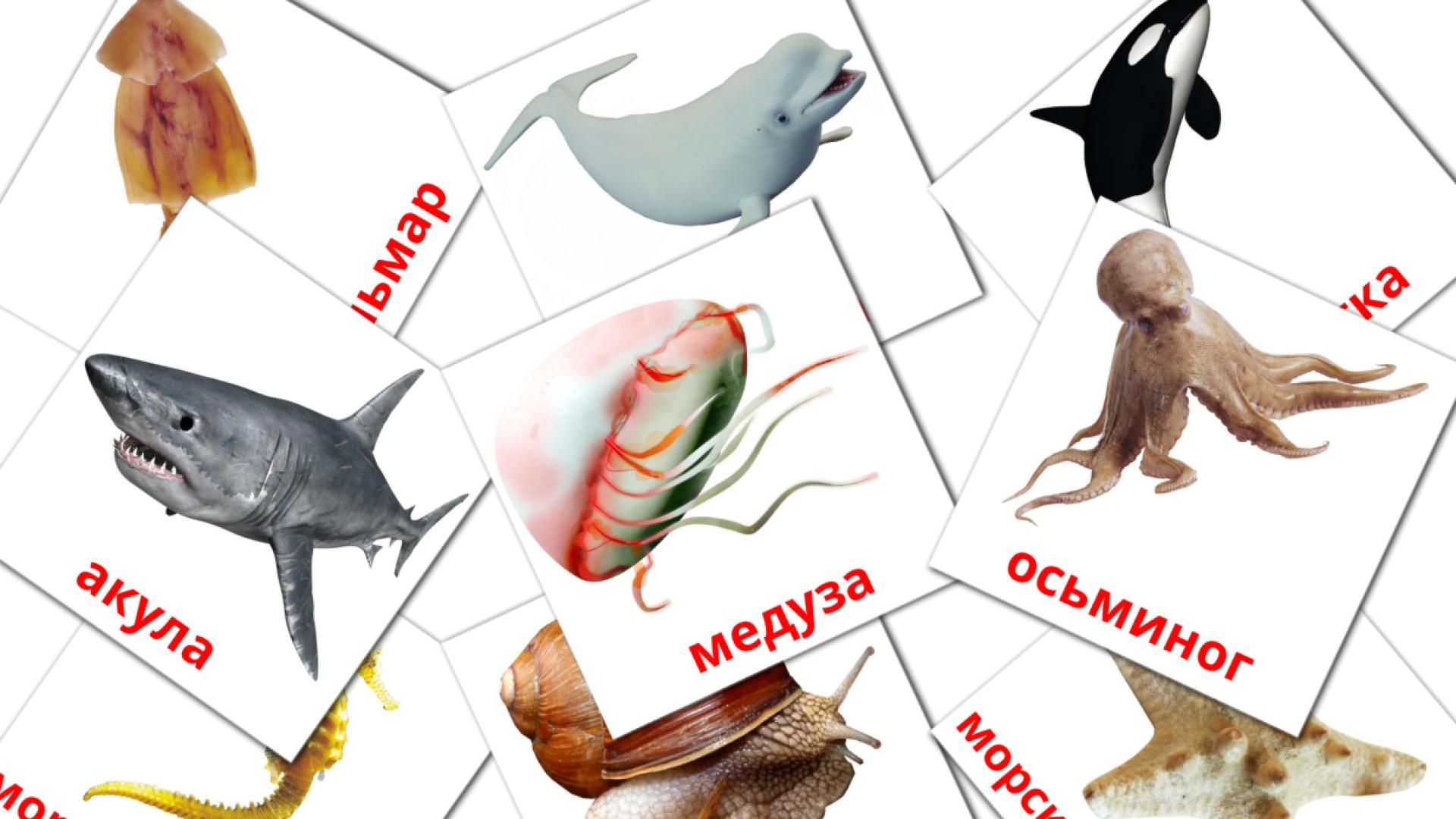 29 Карточки Домана Морские животные