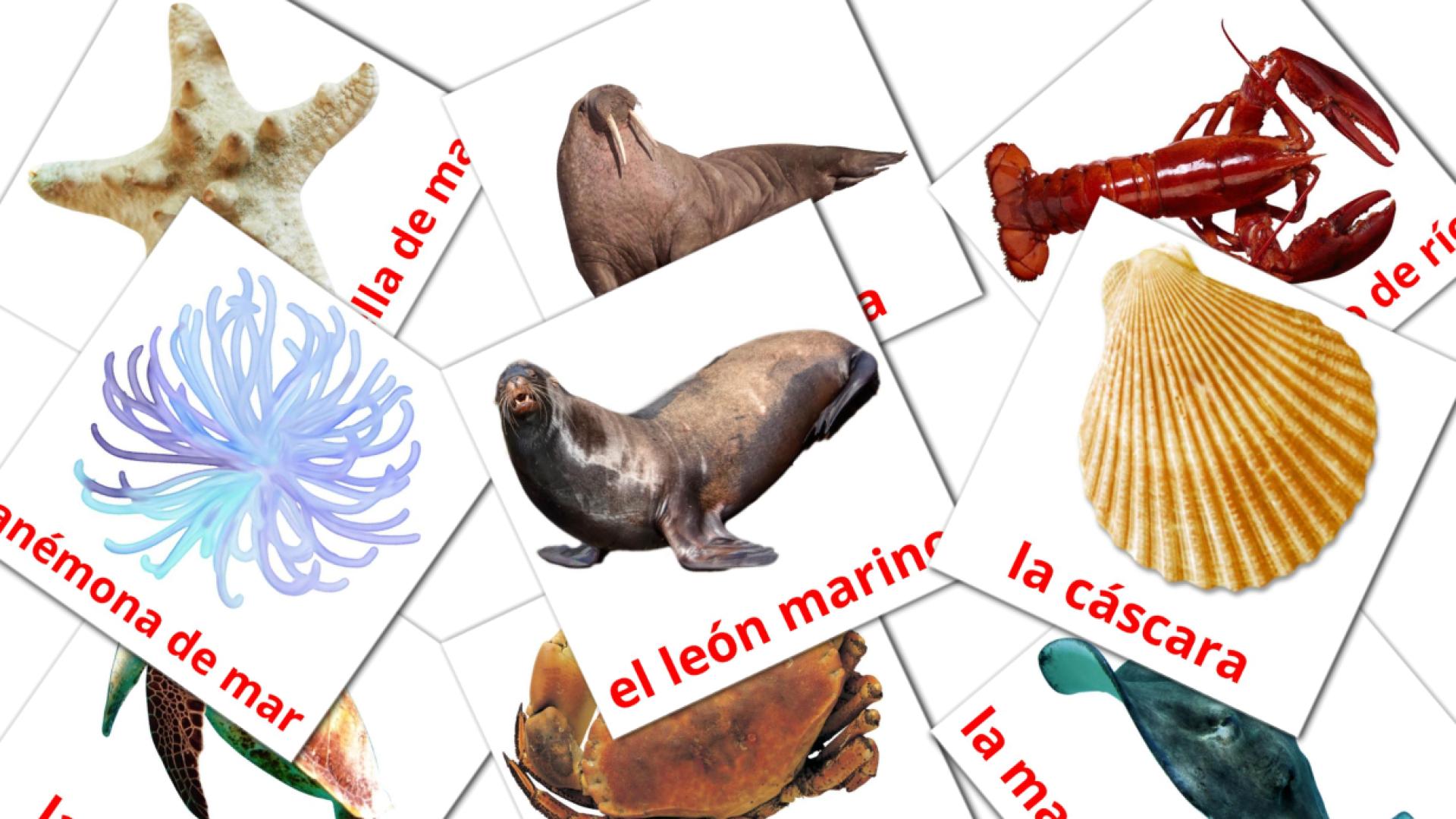 29 Flashcards de Animales Marinos