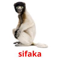 sifaka flashcards illustrate