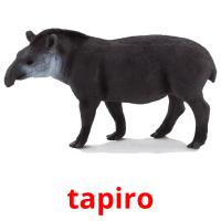 tapiro flashcards illustrate
