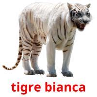 tigre bianca flashcards illustrate