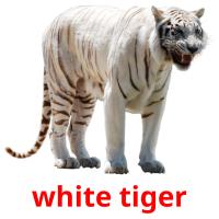 white tiger picture flashcards