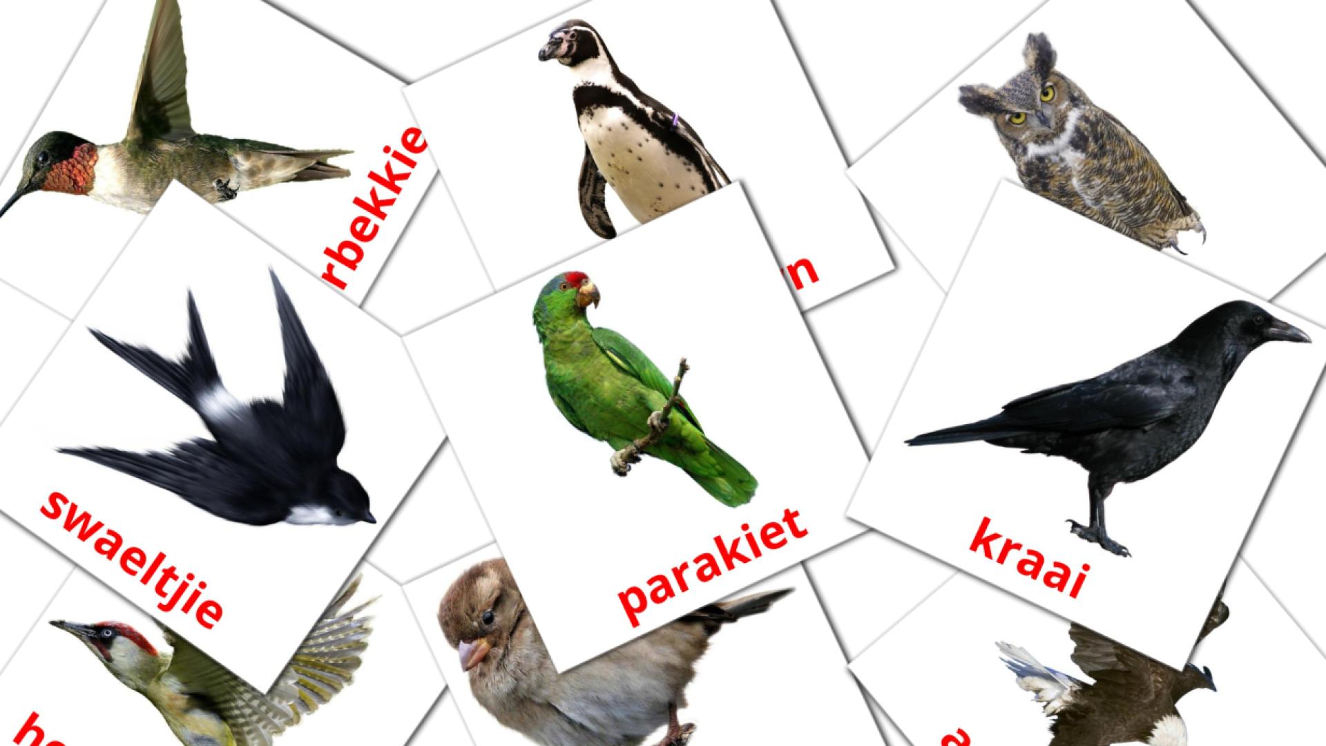 Pássaros Selvagens - Cartões de vocabulário afrikaans