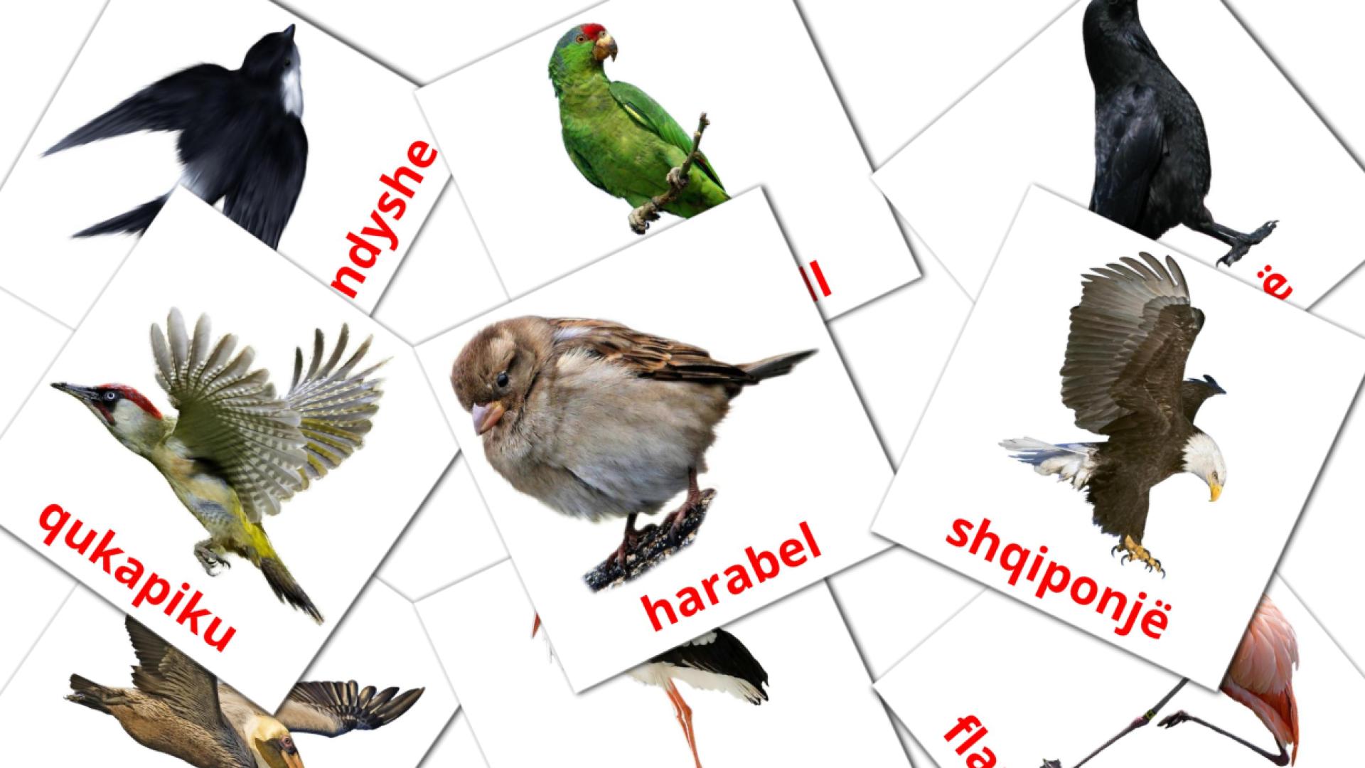 Pássaros Selvagens - Cartões de vocabulário albanês