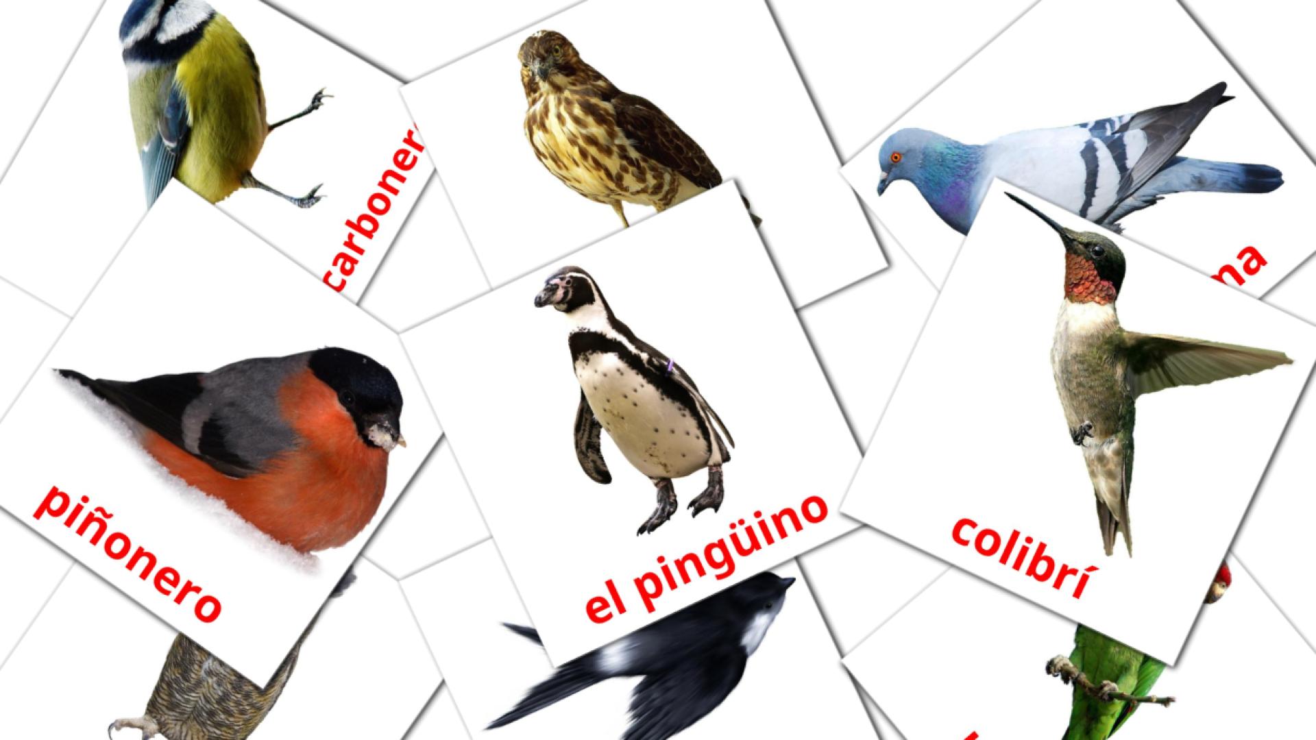 18 Flashcards de Pájaros salvajes